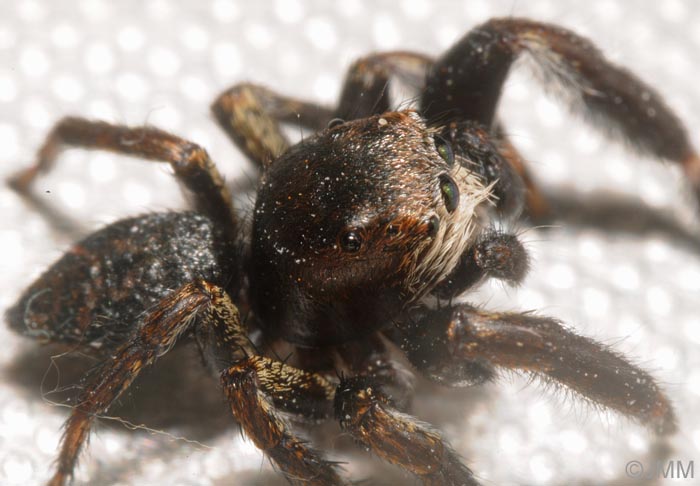 Evarcha arcuata