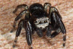 Evarcha arcuata