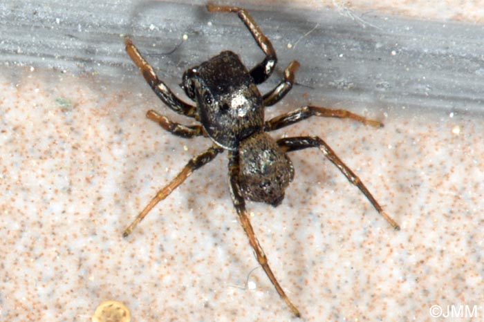 Heliophanus cupreus