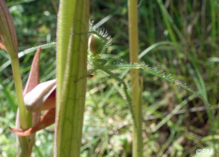 Heriaeus hirtus : Thomise hirsute sur Serapias vomeracea