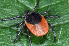 Ixodes ricinus : tique du mouton