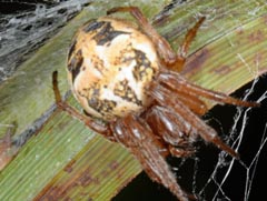 Larinioides cornutus : peire des roseaux