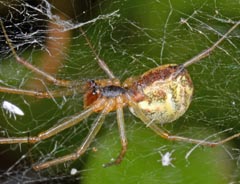 Linyphia triangularis : Linyphie triangulaire