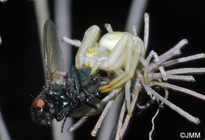 Misumena vatia : Thomise variable, Araigne-crabe