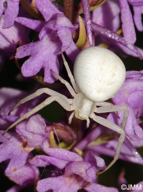 Misumena vatia & Gymnadenia conopsea