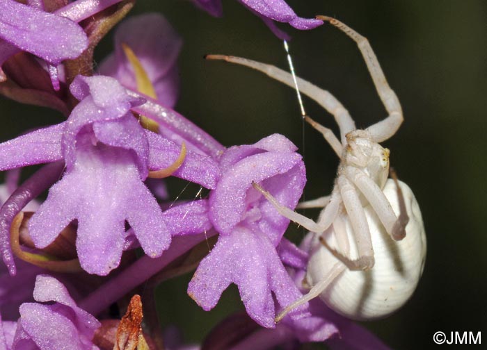 Misumena vatia & Gymnadenia conopsea