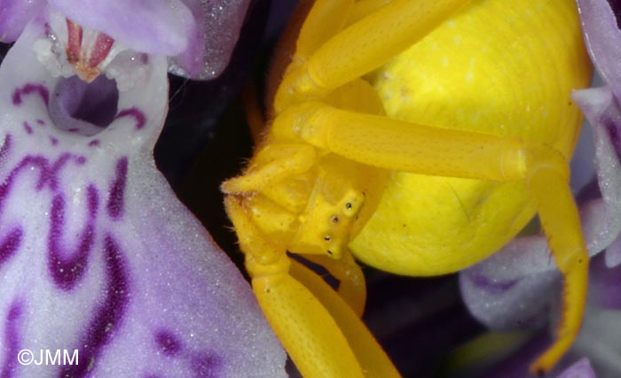 Misumena vatia & Dactylorhiza fuchsii