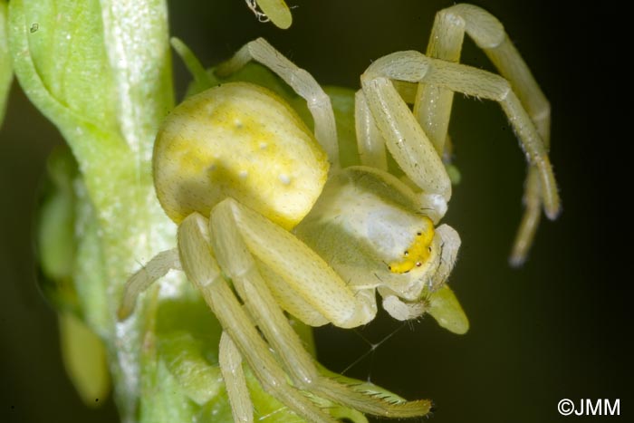 Misumena vatia