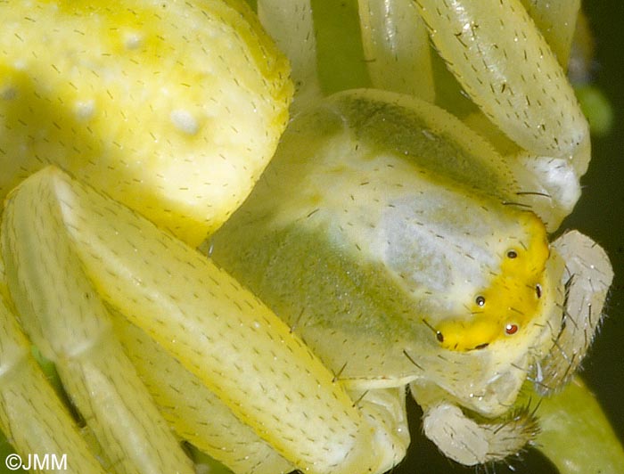 Misumena vatia