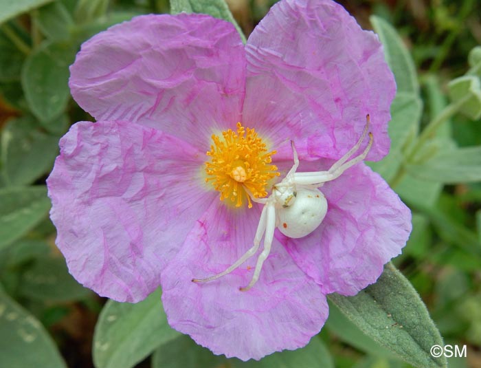 Misumena vatia et Cistus albidus