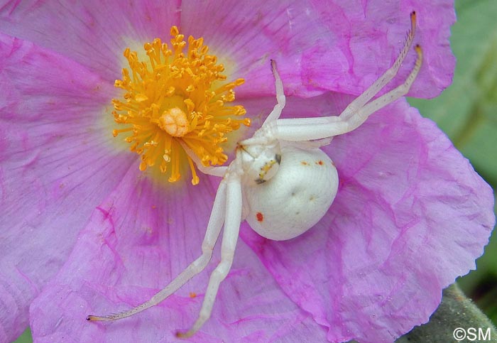 Misumena vatia et Cistus albidus