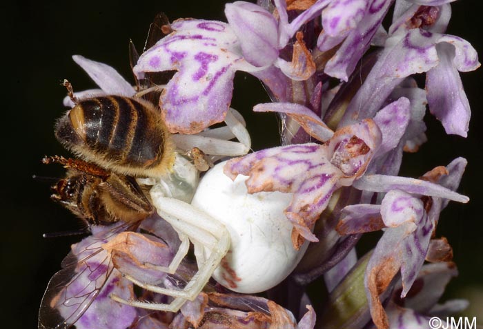 Misumena vatia & Dactylorhiza fuchsii