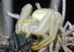 Misumena vatia : Thomise variable, Araigne-crabe