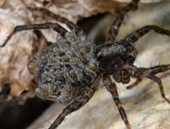 Pardosa amentata