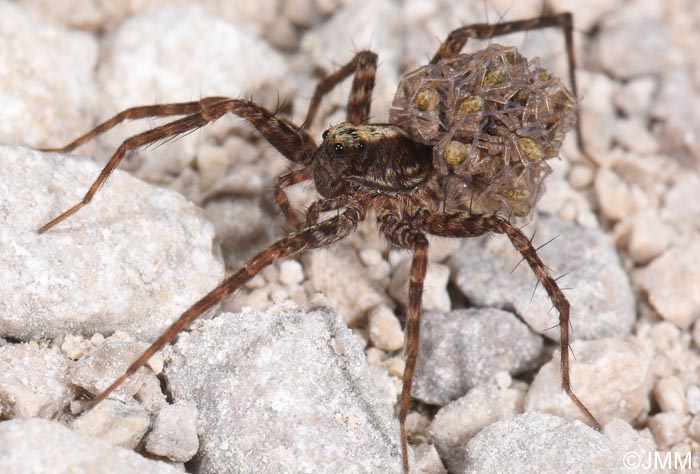 Pardosa lugubris