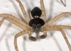 Philodromus dispar