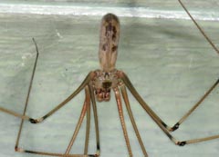 Pholcus phalangioides : Pholque phalangide