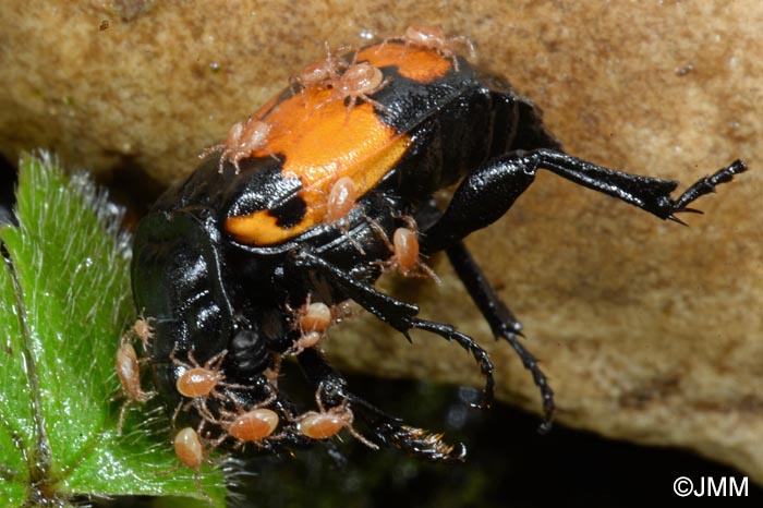Poecilochirus carabi