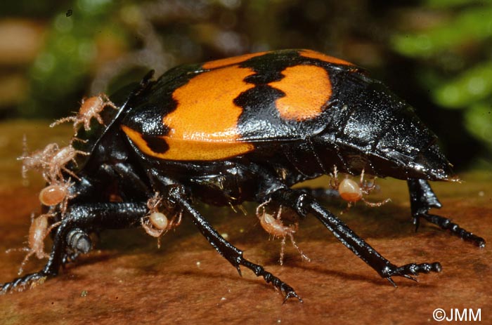 Poecilochirus carabi