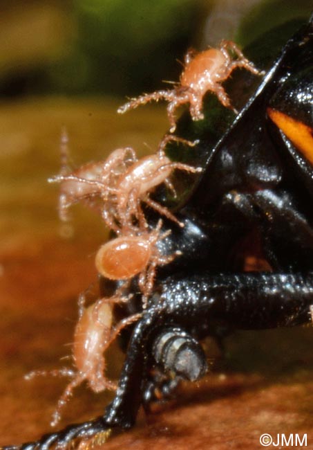 Poecilochirus carabi