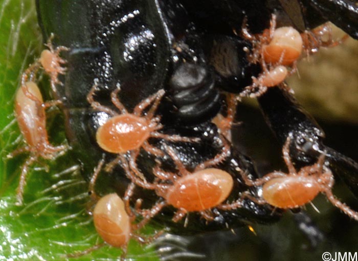 Poecilochirus carabi