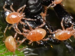 Poecilochirus carabi