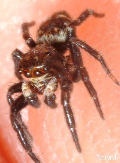 Pseudeuophrys erratica