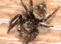 Pseudeuophrys erratica