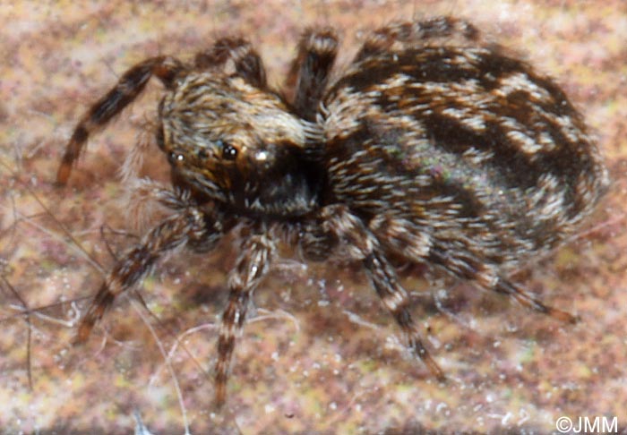 Pseudeuophrys lanigera