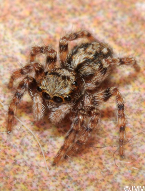 Pseudeuophrys lanigera