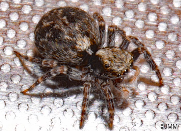 Pseudeuophrys lanigera