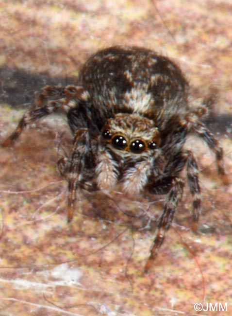 Pseudeuophrys lanigera
