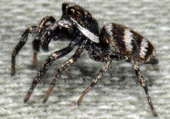 Salticus scenicus : Saltique arlequin