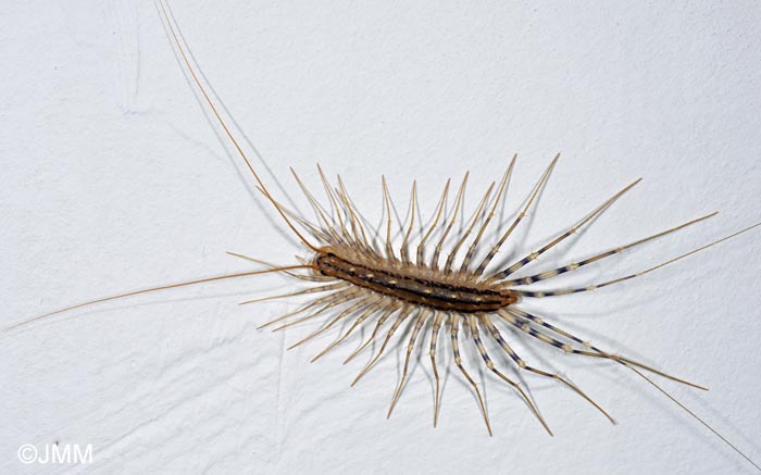 Scutigera coleoptrata : Scutig�re v�loce
