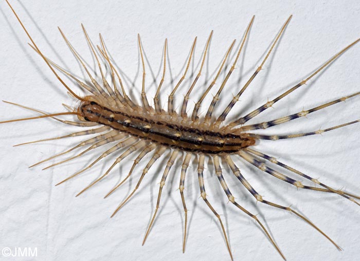 Scutigera coleoptrata : Scutig�re v�loce