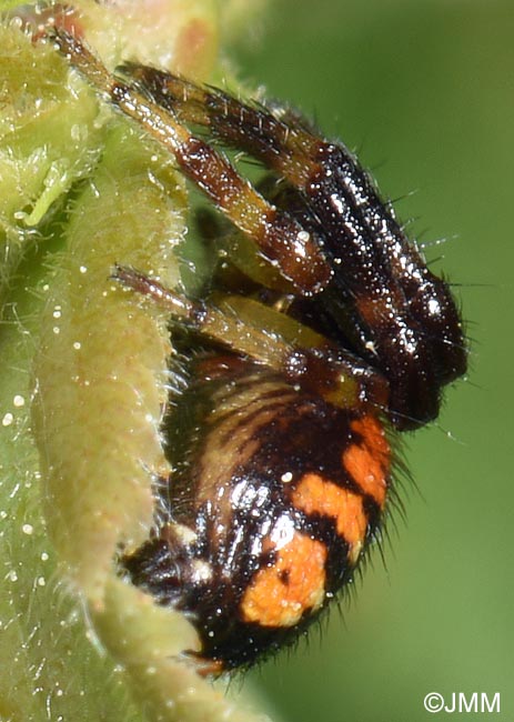 Synema globosum
