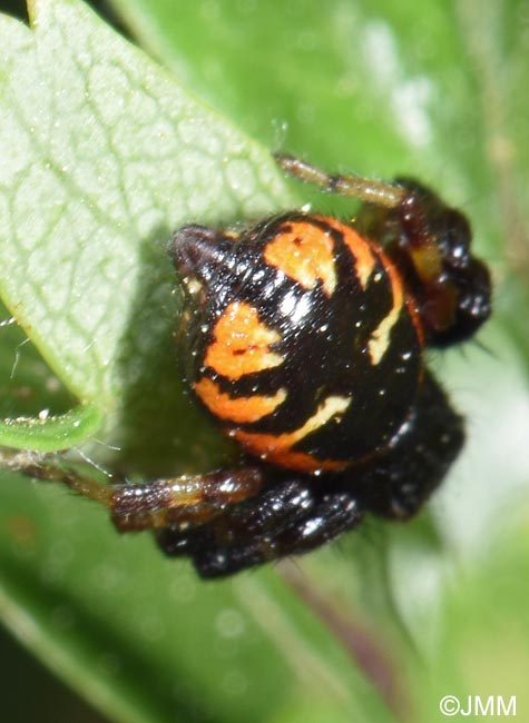 Synema globosum