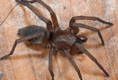 Tegenaria domestica