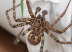 Tegenaria ferruginea