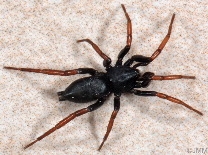 Trachyzelotes pedestris