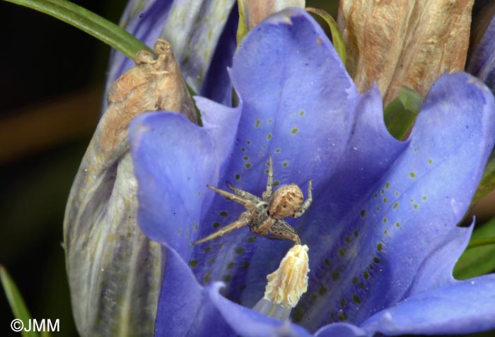 Xysticus cristatus et Gentiana pneumonanthe