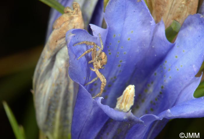 Xysticus cristatus et Gentiana pneumonanthe