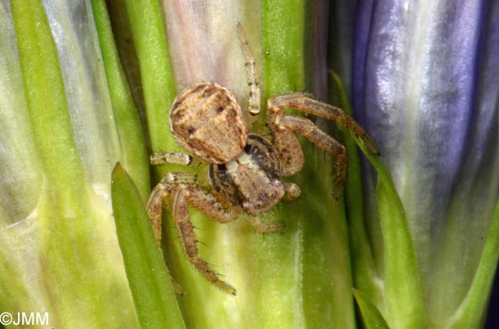 Xysticus cristatus et Gentiana pneumonanthe