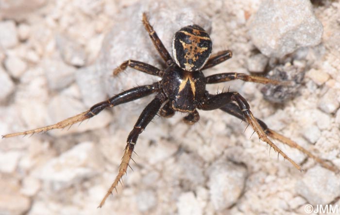 Xysticus kochi