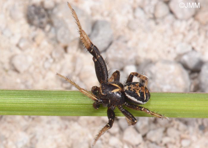 Xysticus kochi