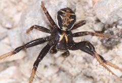 Xysticus kochi