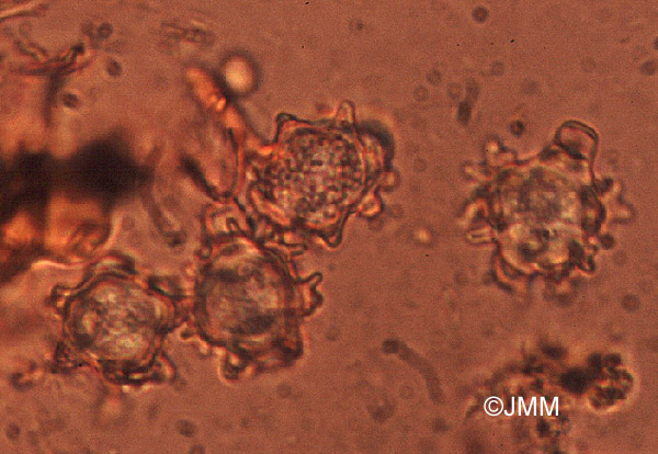 Asterophora lycoperdoides : Chlamydospores