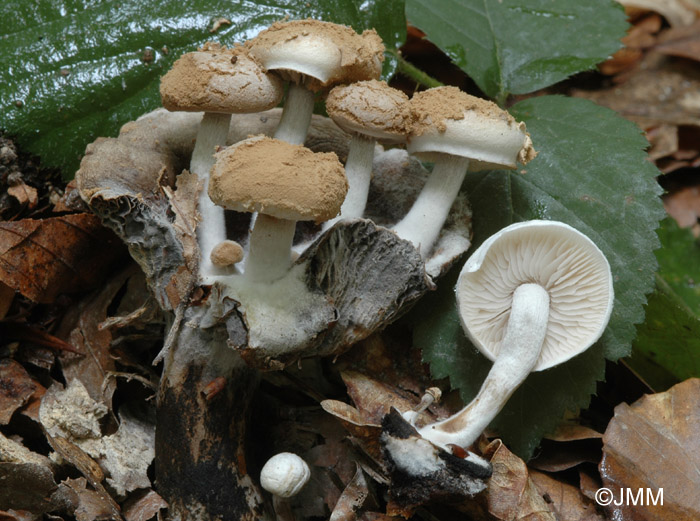 Asterophora lycoperdoides = Nyctalis asterophora