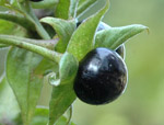 Atropa belladonna