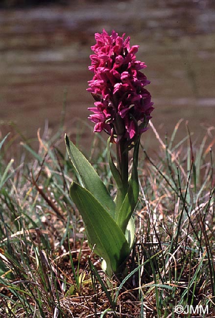 Dactylorhiza incarnata